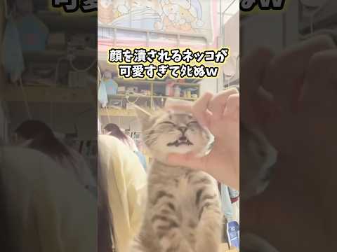 絶対ニヤける猫映像5選www #猫 #猫のいる暮らし #猫動画 #ねこ #可愛い #かわいい #癒し #ペット #動物 #2ch #shorts