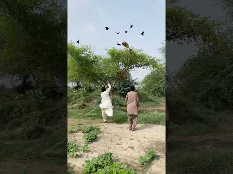 Amazing falcon hunting 😱🦩#viralshort #harehunting #birdhunting #villagelife #iforming #birds