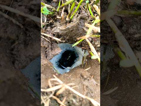 WAJIB TAU INI CIRI -CIRI LUBANG BELUT BABON DI PARIT
