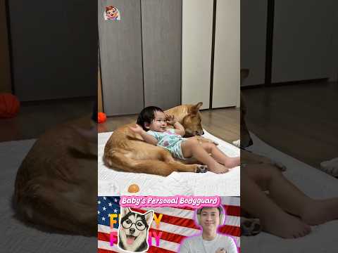 Baby's personal bodyguard ๐ก๐ถ |#375| #shorts #funny #baby #dog #protect #bodyguard