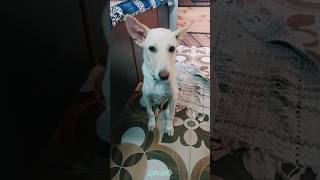 Dogash🐶😆funny videos 🤣#shorts#dogs#ytshorts#dogshorts#doglove #shortfeed#funny#funnyvideo