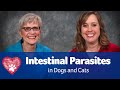 Pet Care Pro Show: Understanding and Managing Worms in Pets