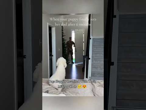 #cat #dog #dogs #cut #cute #love #lovecats #lovedogs #funny #virla #viralvideo #foryou #foryoupage