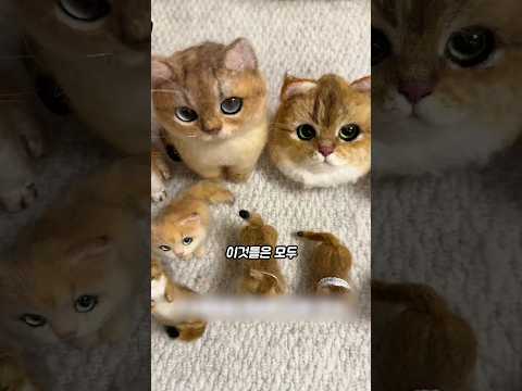 고양이 털로 고양이 만들기