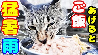 猛暑で雨の中 猫たちにご飯をあげると・・・ さくらねこたちへのエサやり トラ君 タイガ君