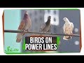 Understanding Electricity and Birds on Power Lines