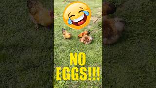 Malfunctioning Chickens! The ending explains it all.