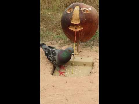 Easy Bird Trap Technique - Creative Bird Trap #shorts #birdtrap