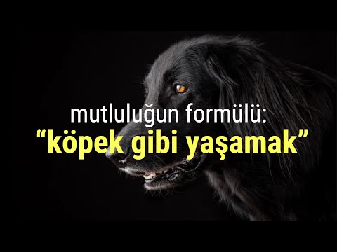 Mutluluğun formülü: "Köpek gibi yaşamak"