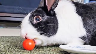 Rabbit trying to eat a perfectly round tomato