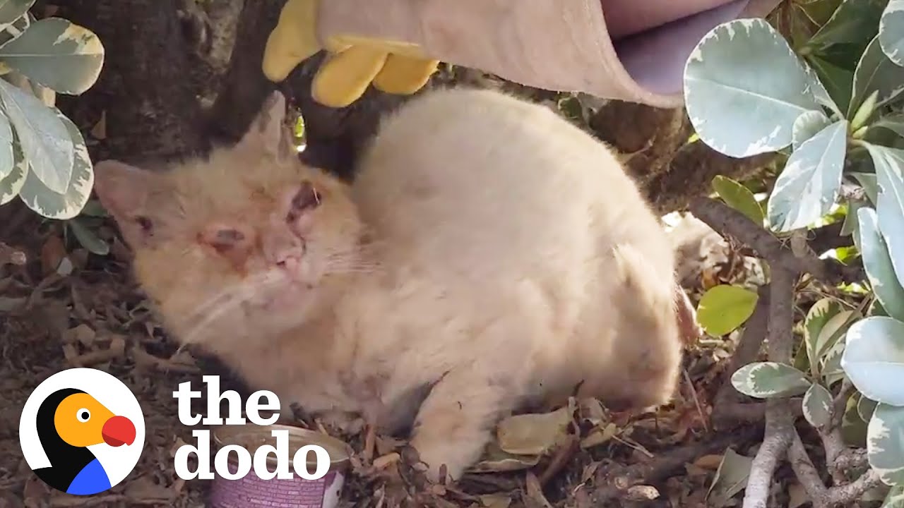 Watch This Scruffy Feral Cat Turn Into A Blue-Eyed Beauty Cat Crazy
