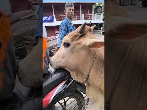 ব্যাগে আঙ্গুর রেখেছি নন্দী বাবা খাবার জন্য চেষ্টা করছে#cow#shorts#youtubeshorts#Hello Andaman