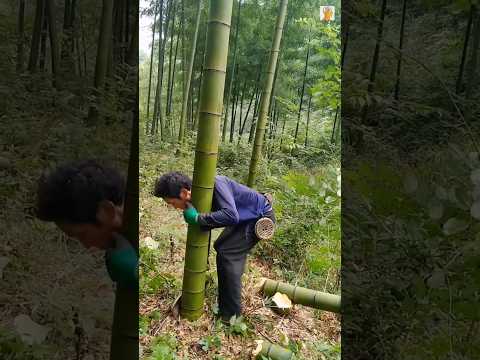 চীনে বাঁশ দিয়ে কাগজ তৈরি 😱