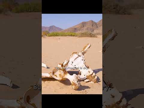 Thanks to this old elephant, he has a very good memory. #wildlife #animals #shorts