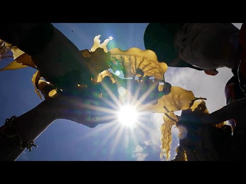 YouTube video thumbnail: Same Space, Two Harvests: Euronews Visits the First Seaweed Farm at an Offshore Wind Park