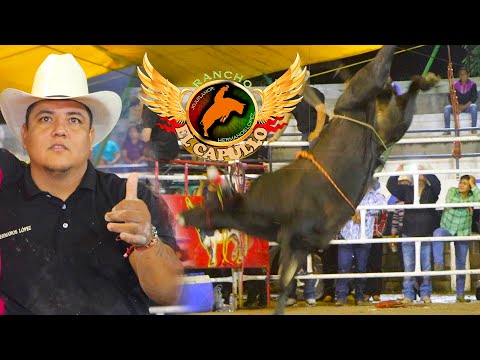 ¡¡SE SIGUE REFORZANDO CON BUENOS TOROS!! Rancho El Capullo En Pachimalco Morelos 2025