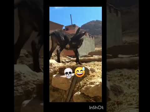 #funny#funnyvideo  #animals #funnyvideos #funnyshorts #funnyanimalvideos