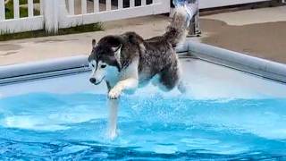 My Dog JUMPS Into the Swimming Pool for the FIRST TIME This Year!