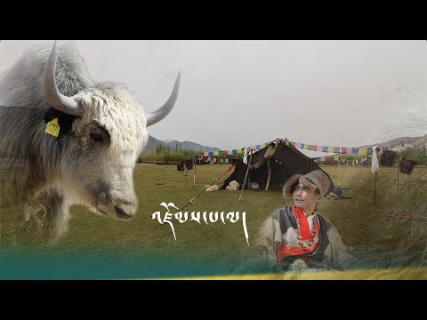 | ZOMPALA | New Tibetan Ngari mashup song 2023
