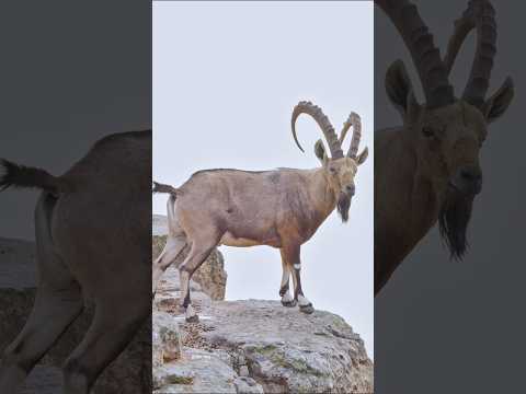 That is why they are called mountain goats #shorts