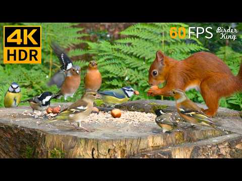 Cat TV for Cats to Watch 😺❤️ Eye-catching Birds and Red Squirrels 🐿 Nature Fun 4K HDR 60FPS