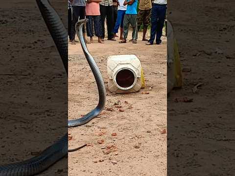घर कर ऊपर चढ़ गया करिया कोबरा #indianspectaclecobra #cobrarescue #kingsnake #snakerescueteam