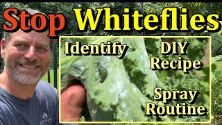 How to Kill Whiteflies in the Vegetable Garden (Organic Spray Recipe, Identification, Treatment)