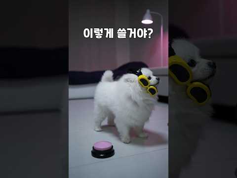 강아지고글 처음써보는 강아지
