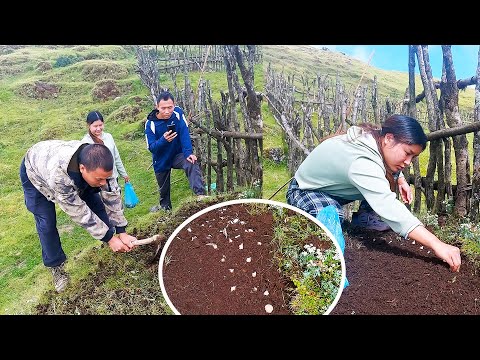 Chinese brother & Sister planting garlic for us II Chinese Guests helping us@Sanjipjina