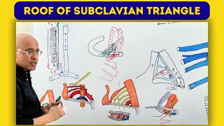 Roof of Subclavian Triangle