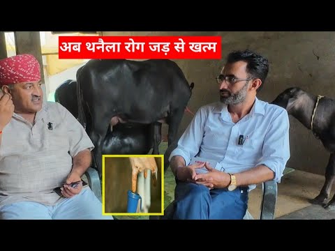 गाय भैंस के थनैला रोग होगा जड़ से खत्म।Thanela Rog Ka illaj।Mastitis in Cow Buffalo