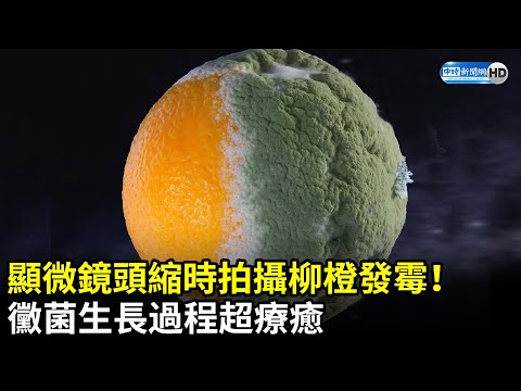顯微鏡頭縮時拍攝柳橙發霉！黴菌生長過程 - YouTube(4:50)