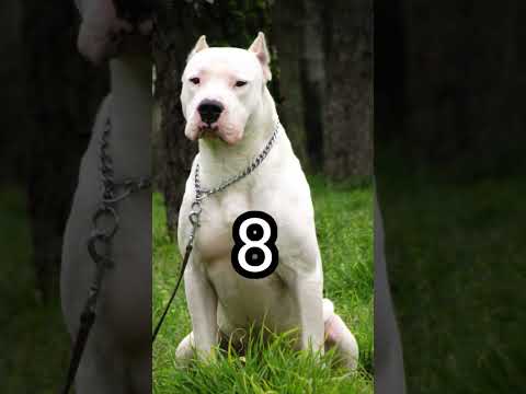 اخطر 10 كلاب في العالم | The most dangerous 10 dogs in the world