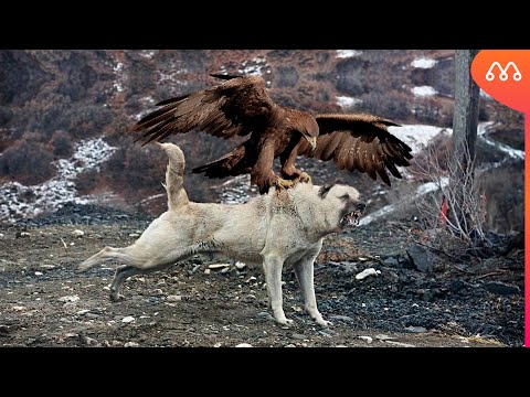 ÁGUIA ATACA KANGAL E SE DA MAL