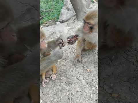 Little monkey has serious injury