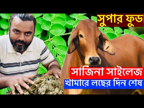 সাজিনা সাইলেজ বদলে দিবে খামারের ভবিষ্যৎ। দানাদার খাবার খরচ কমবে ৭০%