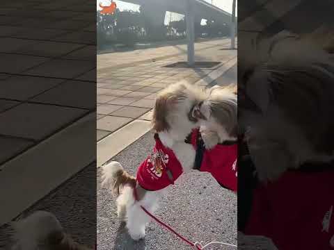 My dog is crazy 🐶🐶#fyp #usa #longervideos