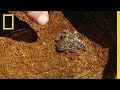 Mangrove Ecosystem and Blue-Ringed Octopus
