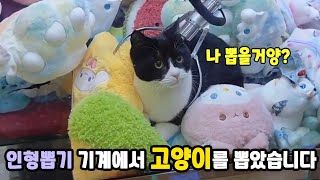 인형뽑기 기계에 들어간 고양이 | 고양이산책