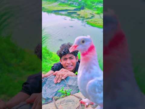 বন্ধুত্ব কাটুস সোনা🕊️❤️Animals#birds#pigeon #katuskutus#pigeon#কবুতর#katus#shorthistory#viralvideo