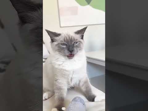 The smell is so strong #cat#youtube #funny #funnypet #youtube #shortvideo