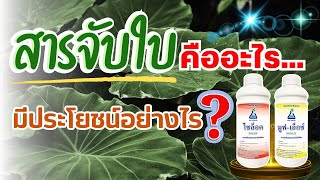 สารจับใบคืออะไร มีประโยชน์อย่างไร?