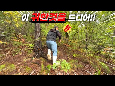 제가 최초로 이걸 해냈습니다!! 현재 강원도 고성의 최고의 이슈!!