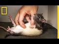 Understanding Ticklishness in Rats