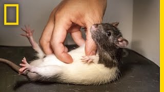 Did you know that rats enjoy being tickled and even laugh? Watch the video here!