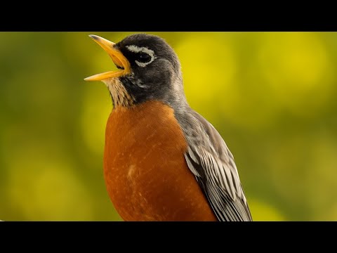 Relaxing Birdsong of the American Robin – 4K Nature Sounds for Sleep, Study & Focus | No Music