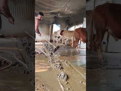 আমার গরুর ঘরের কাম দেখেন #india #agriculture #reels #cow #farm