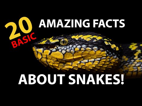 20 amazing facts about SNAKES! Basic episode 🐍
