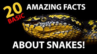 20 amazing facts about SNAKES! Basic episode 🐍