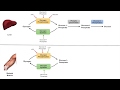Glycogen Metabolism and Regulation